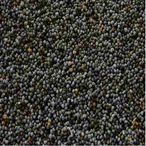 Poppy Seeds Manufacturer Supplier Wholesale Exporter Importer Buyer Trader Retailer in VARANASI Uttar Pradesh India