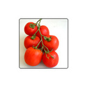 Tomato Seeds Manufacturer Supplier Wholesale Exporter Importer Buyer Trader Retailer in NEW DELHI Delhi India