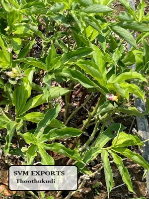 Manufacturers Exporters and Wholesale Suppliers of Insulin plant dry leaves Tuticorin Tamil Nadu