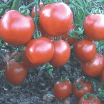Manufacturers Exporters and Wholesale Suppliers of Tomato NEW DELHI Delhi