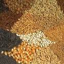 Hybrid Vegetable Seeds Manufacturer Supplier Wholesale Exporter Importer Buyer Trader Retailer in PUNE Maharashtra India