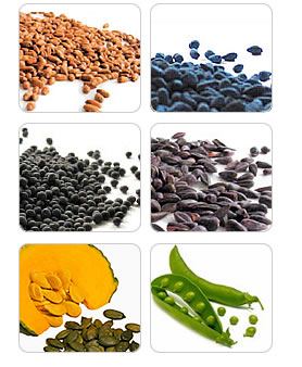 Vegetable Hybrid Seeds