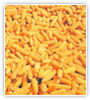 Hybrid Seeds Manufacturer Supplier Wholesale Exporter Importer Buyer Trader Retailer in MUMBAI Maharashtra India