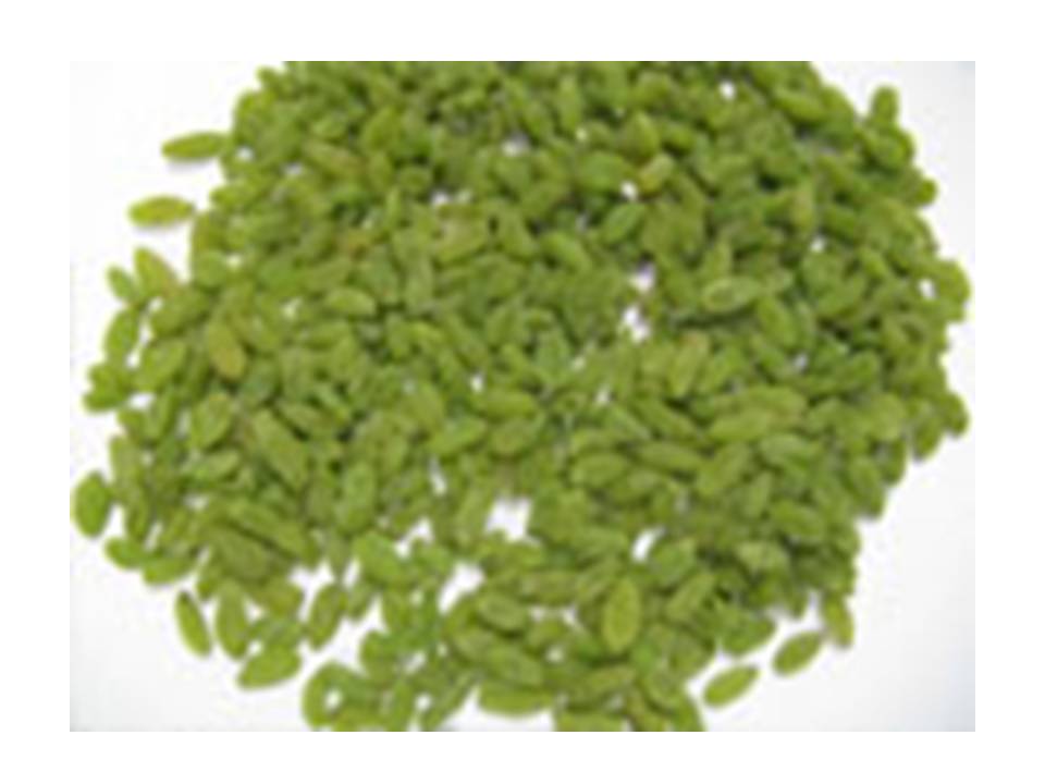 Green Raisins Manufacturer Supplier Wholesale Exporter Importer Buyer Trader Retailer in Miraj Maharashtra India