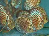 Manufacturers Exporters and Wholesale Suppliers of Snake Skin Discus Fish Ho Chi Minh 