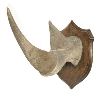 Rhino Horn For Sale