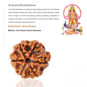 Manufacturers Exporters and Wholesale Suppliers of 6 Mukhi Rudraksha Delhi Delhi