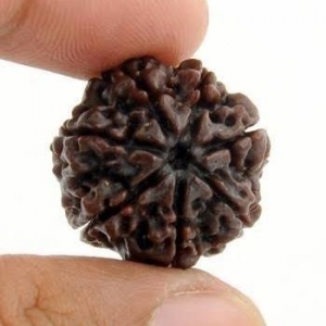 Manufacturers Exporters and Wholesale Suppliers of 7 Mukhi Rudraksha Noida Uttar Pradesh