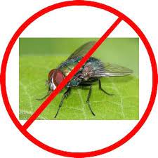 House Flies Control Services in Mumbai Maharashtra India