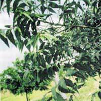 Neem Fertilizer Manufacturer Supplier Wholesale Exporter Importer Buyer Trader Retailer in NEW DELHI Delhi India