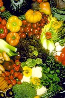 Organic Vegetables Manufacturer Supplier Wholesale Exporter Importer Buyer Trader Retailer in Kolkata West Bengal India