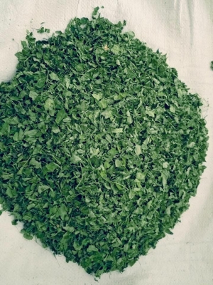 Manufacturers Exporters and Wholesale Suppliers of Moringa Dried Leaves Tuticorin Tamil Nadu