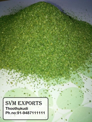 Manufacturers Exporters and Wholesale Suppliers of Moringa Leaves TBC Tuticorin Tamil Nadu