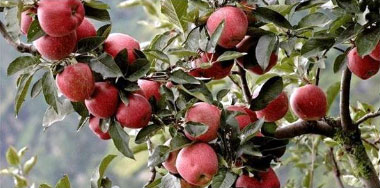 Manufacturers Exporters and Wholesale Suppliers of Apple Trees Shimla Himachal Pradesh