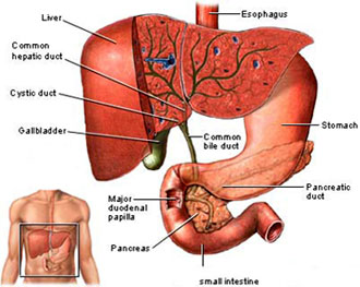 Liver Treatment