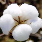 Manufacturers Exporters and Wholesale Suppliers of Cotton Bales Rajkot 
