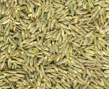 Manufacturers Exporters and Wholesale Suppliers of Cumin Seeds Rajkot 