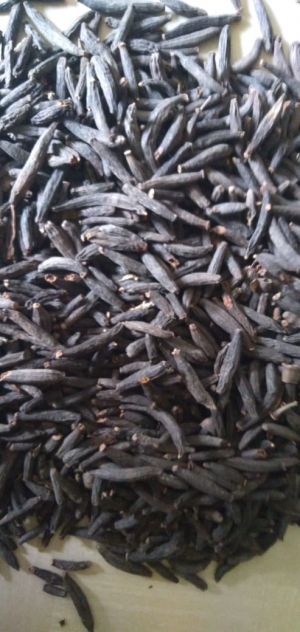 Manufacturers Exporters and Wholesale Suppliers of Marati Moggu Tuticorin Tamil Nadu