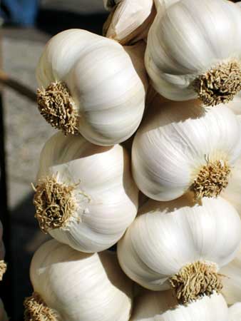 Manufacturers Exporters and Wholesale Suppliers of Garlic Rajkot 