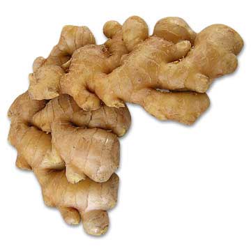 Manufacturers Exporters and Wholesale Suppliers of Ginger Rajkot 