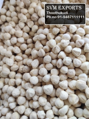 Manufacturers Exporters and Wholesale Suppliers of DRUMSTICK KERNEL Tuticorin Tamil Nadu