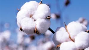 Manufacturers Exporters and Wholesale Suppliers of Cotton New Delhi Delhi Cotton