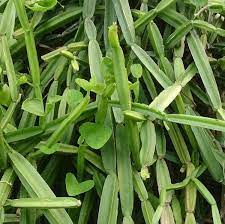 Manufacturers Exporters and Wholesale Suppliers of Cissus Quadrangularis (Pirandai) Tuticorin Tamil Nadu