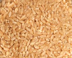 Manufacturers Exporters and Wholesale Suppliers of Wheat Ahmedabad Gujarat