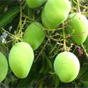 fresh Mango Manufacturer Supplier Wholesale Exporter Importer Buyer Trader Retailer in   India