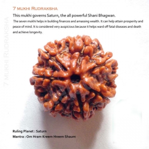 Manufacturers Exporters and Wholesale Suppliers of 7 Mukhi Rudraksha Delhi Delhi