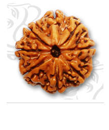 Manufacturers Exporters and Wholesale Suppliers of 8 Mukhi Rudraksh New Delhi 