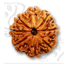 8 Mukhi Rudraksh Manufacturer Supplier Wholesale Exporter Importer Buyer Trader Retailer in New Delhi  India