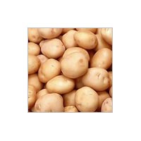 Manufacturers Exporters and Wholesale Suppliers of Potato penukonda Andhra Pradesh