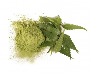 Manufacturers Exporters and Wholesale Suppliers of Neem Powder Coimbatore Tamil Nadu Neem Powder