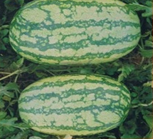 Manufacturers Exporters and Wholesale Suppliers of Pumpkin Seeds Ahmednagar Maharashtra