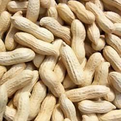 Groundnuts