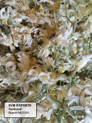 Manufacturers Exporters and Wholesale Suppliers of DRUMSTICK FLOWER Tuticorin Tamil Nadu