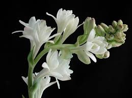 Manufacturers Exporters and Wholesale Suppliers of Tuberose Vadodara Gujarat