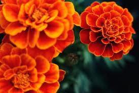 Marigold