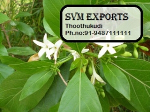 Manufacturers Exporters and Wholesale Suppliers of Morinda tinctoria leaves Tuticorin Tamil Nadu