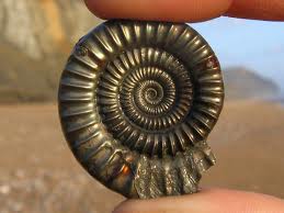 Manufacturers Exporters and Wholesale Suppliers of Fossils Mehsana Gujarat