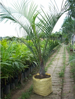 Palms Manufacturer Supplier Wholesale Exporter Importer Buyer Trader Retailer in New Delhi Delhi India