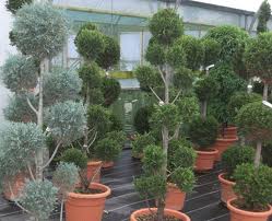 Topiaries Manufacturer Supplier Wholesale Exporter Importer Buyer Trader Retailer in New Delhi Delhi India