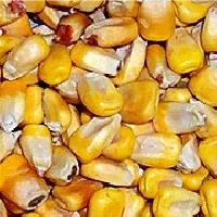 Maize