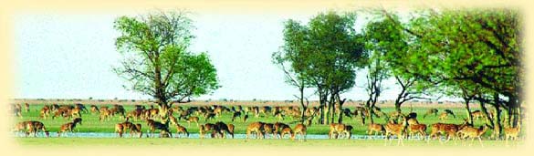 Manufacturers Exporters and Wholesale Suppliers of Sundarbans National Park Tours Dhaka Sundarbans National Park Tours