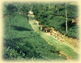 Manufacturers Exporters and Wholesale Suppliers of Tea Fresh Tour Dhaka Tea Fresh Tour
