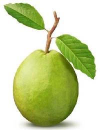 Manufacturers Exporters and Wholesale Suppliers of Guava Mumbai Maharashtra