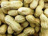 Groundnuts