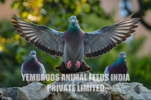 Pigeon Feed Manufacturer Supplier Wholesale Exporter Importer Buyer Trader Retailer in Thrissur Kerala India