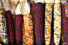 Manufacturers Exporters and Wholesale Suppliers of Maize Gandhidham Gujarat
